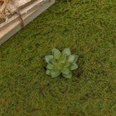 Artificial Succulent (Type 11)